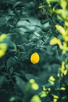 lemon tree 1