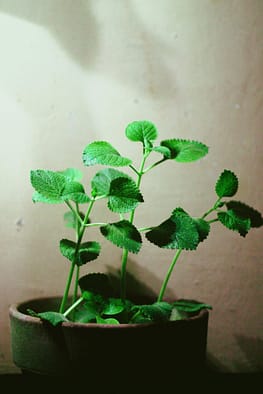 plant