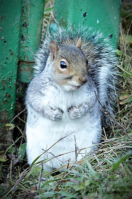 Squirrel