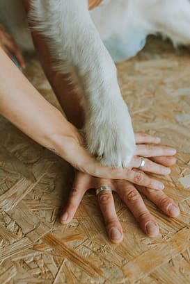 dog paw