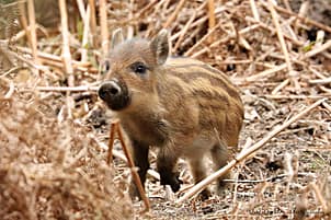 piglet