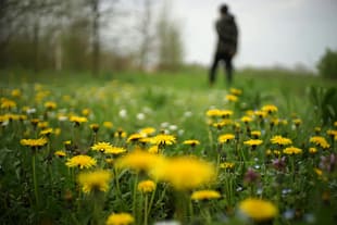 dandelion