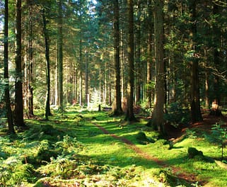 ray forest