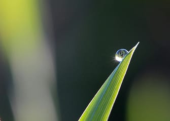 fresh