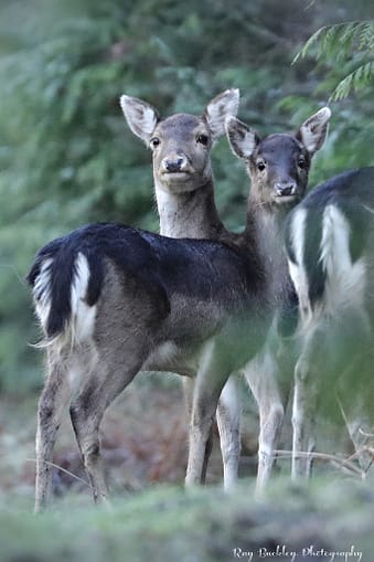 fallow