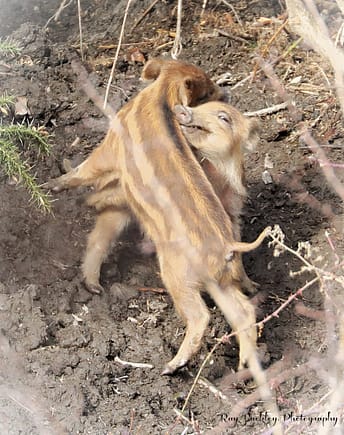 playing piglets