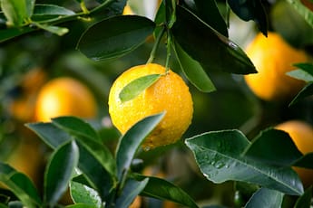 lemon
