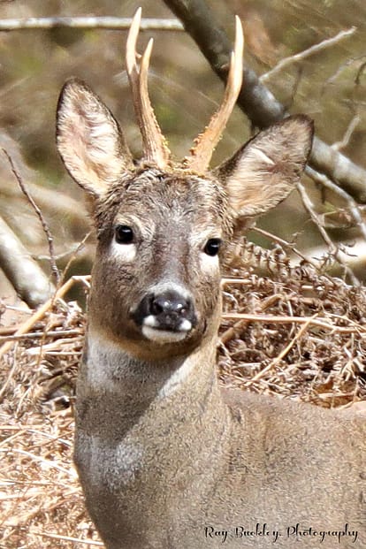 Roe buck