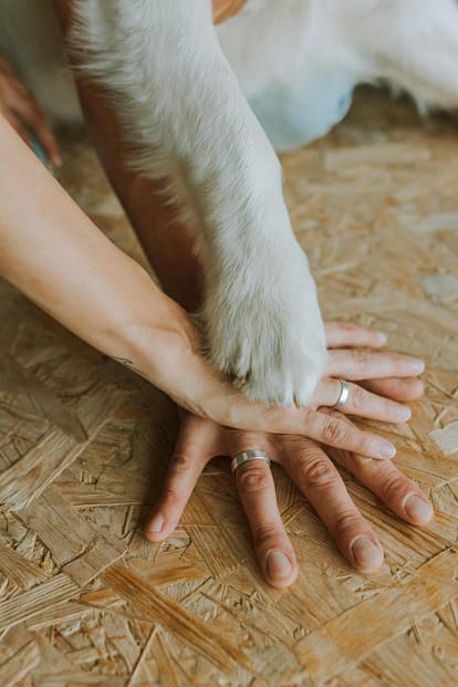 dog paw