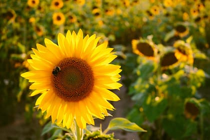 sunflower