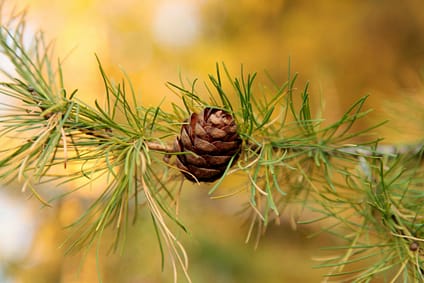 pine