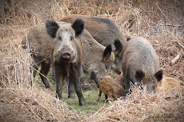 boar family